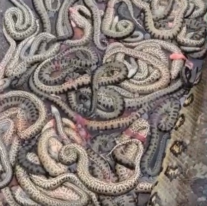 Uma equipe da Vigilância Sanitária foi ao local e ficou impressionada. De acordo com o G1, o biólogo Henrique Abrahão disse que uma sucuri-verde costuma ter cerca de 40 filhotes de uma só vez, podendo chegar a 60. Ter mais de 100 é algo raro. 