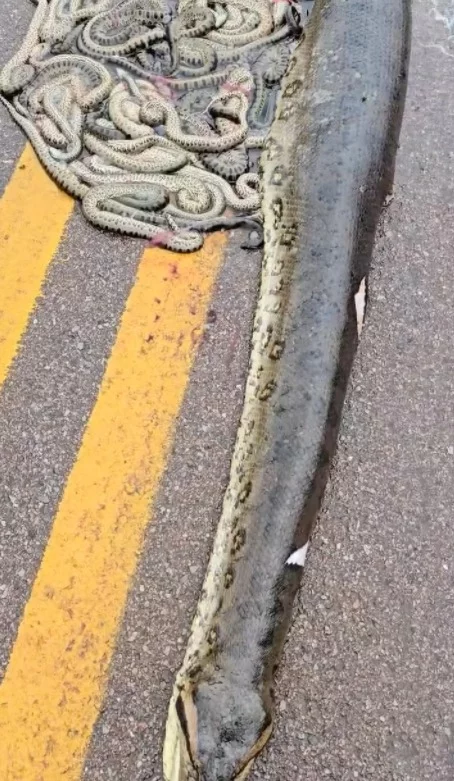 Imagens de uma cobra prenhe que foi atropelada em Mato Grosso viralizaram nas redes sociais. É que a enorme sucuri foi atropelada numa rodovia e expeliu mais de 100 filhotes.  O acidente ocorreu em Porto dos Gaúchos, a 644 km da capital Cuiabá no dia 6/1/2025. 