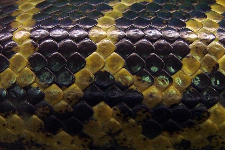 A perda de habitat e a caça ilegal são algumas das ameaças que essas serpentes enfrentam, especialmente devido à pele valiosa e à caça por medo ou para proteção de animais domésticos.