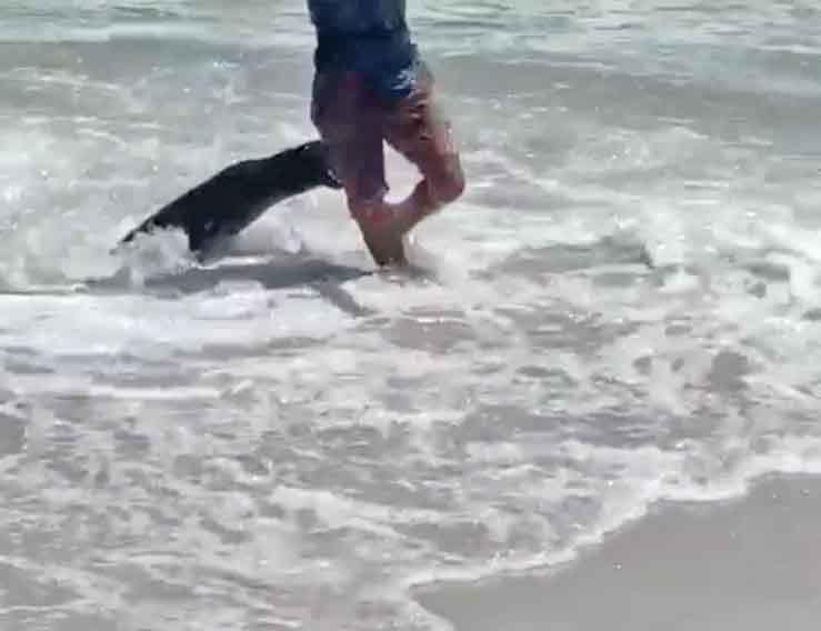 Na imagem, por exemplo, uma foca ataca banhistas na badalada praia de Clifton, na Cidade do Cabo, cidade turística da África do Sul.