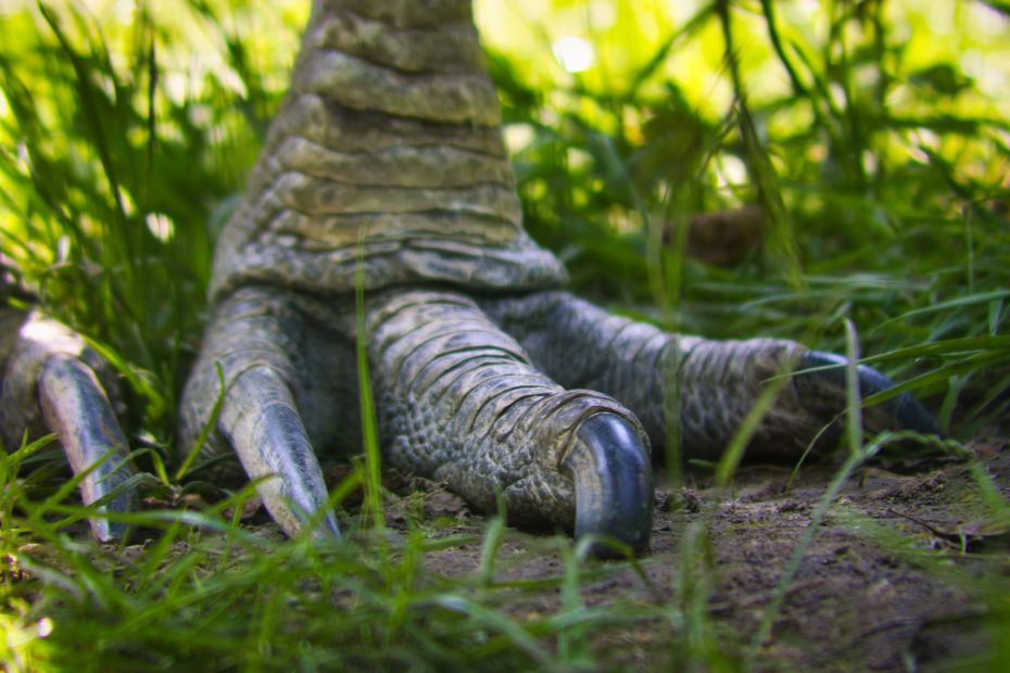 Uma patada de um “casuar” tem o mesmo efeito de um punhal e ele é capaz até de decepar um membro humano!  Em abril de 2019, na Flórida, um casuar atacou o próprio dono, de 75 anos, que morreu em consequência dos ferimentos.