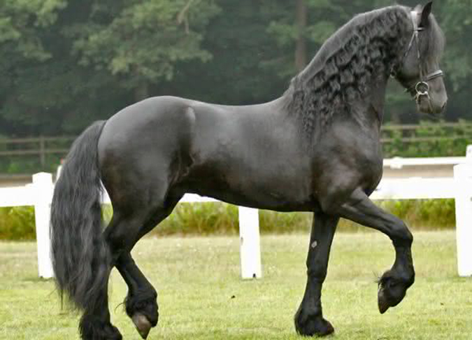 É um cavalo gracioso e ágil. Tem uma crina frisada, bem elegante. Muito usado na Europa medieval. A raça é adequada para adestramento e muito boa para hipismo. 