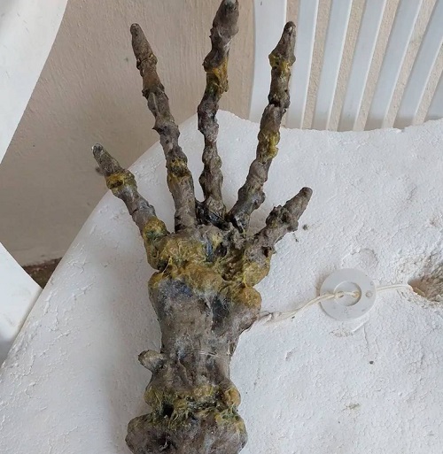 De acordo com o biólogo marinho Eric Comin, além de ser um cetáceo, o animal deve ter morrido no mar um ano ou um ano e meio antes de o esqueleto ser encontrado