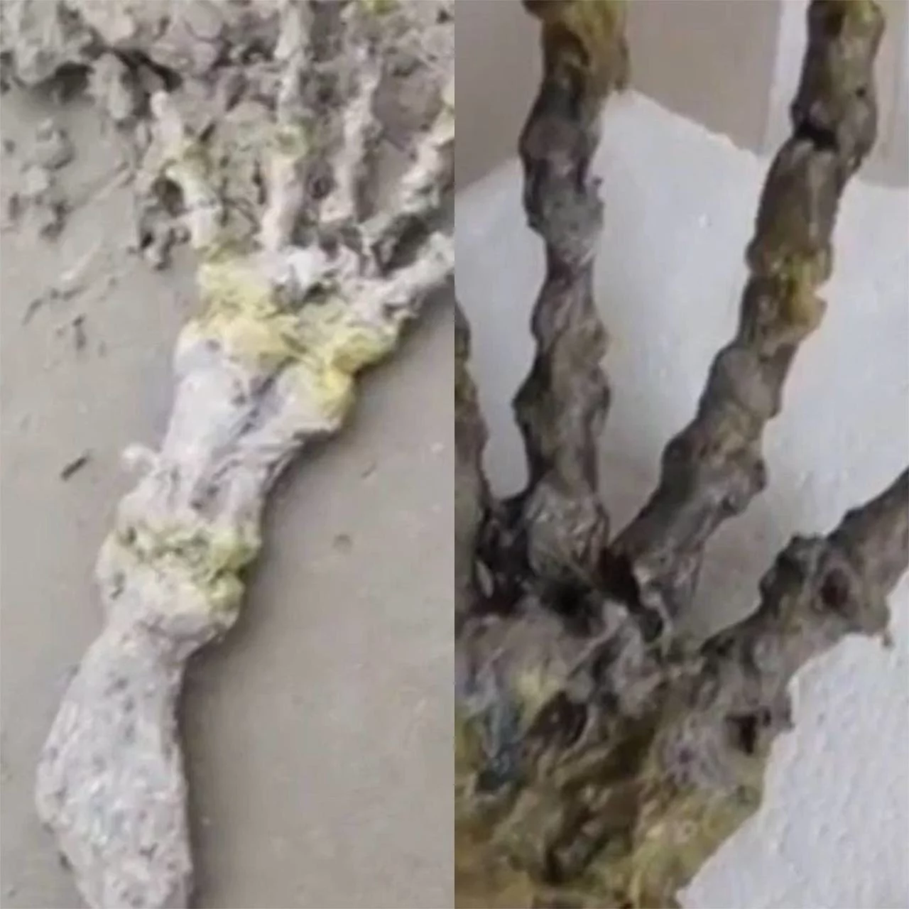 Você ficou sabendo que brasileiros encontraram um esqueleto de mão gigante na praia? O FLIPAR mostrou essa situação  curiosa e republica para quem não viu.