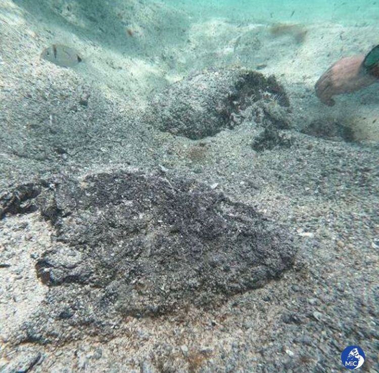 O tesouro, encontrado entre as ervas marinhas, sugere uma possível conexão com um naufrágio, conforme a localização.
