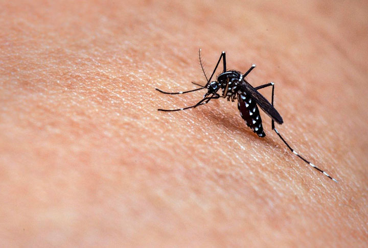 A preocupação é maior no primeiro semestre, quando as temperaturas mais altas aliadas às chuvas propiciam maior proliferação do mosquito. 
