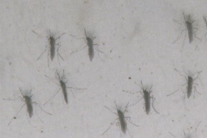 No entanto, os especialistas temem o retorno da circulação dos subtipos 3 e 4 do vírus, pois grande parte da população brasileira ainda não foi exposta a eles. 

