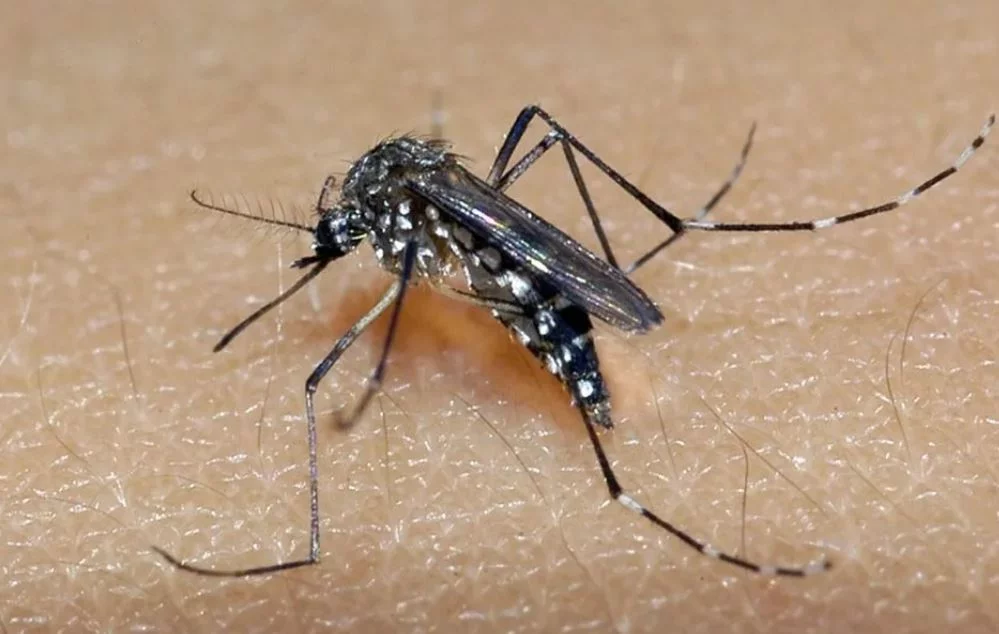 2025 começou com o Brasil preocupado em conter o avanço dos casos de dengue em seu território. Isso porque em 2024 o país registrou o recorde de casos da doença transmitida pelo mosquito Aedes aegypti na série histórica. 


