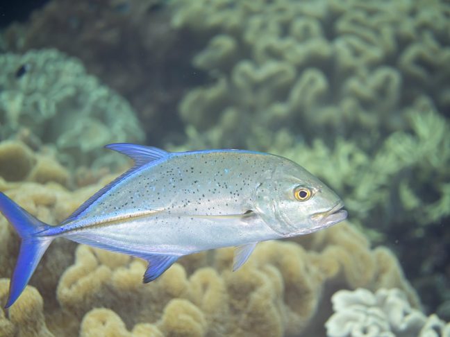 É preciso pensar em como alterar o monitoramento ou as regulamentações de pesca para se adaptar a essa mudança de distribuição, explicou Clive Trueman.