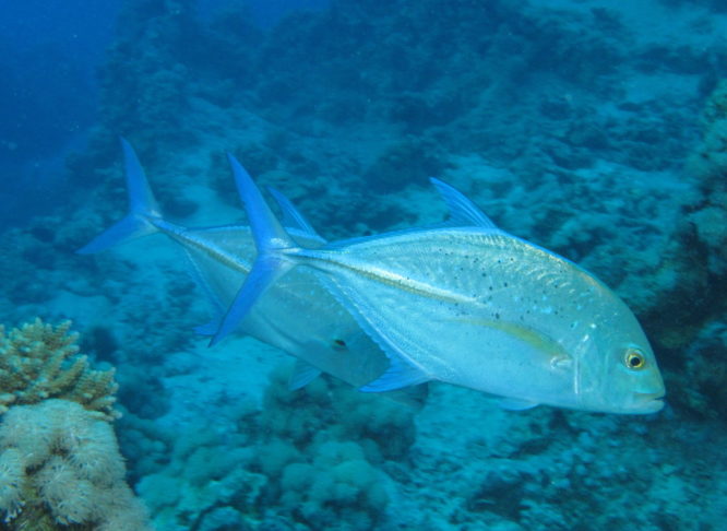 Segundo o professor, a principal causa dessa mudança de rota vem do fato de que os atuns passam a maior parte do tempo nos 20 metros superiores da coluna de água, justamente onde mais aquece.