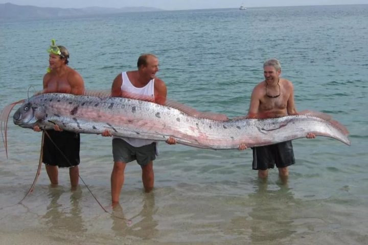 Conhecido como peixe do juízo final, o peixe-remo  (Regalecus glesne)  é associado a presságios de desastres naturais, como terremotos. 