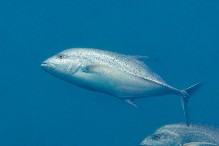 O atum-rabilho-do-atlântico se alimenta nas costas da América do Norte, Europa e África, desovando no Golfo do México e no Mediterrâneo. 