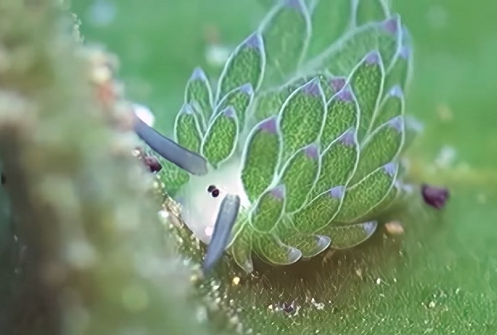 Existem muitos seres exóticos e peculiares no mundo, mas e se te dissessem que consegue ser metade planta e metade animal?