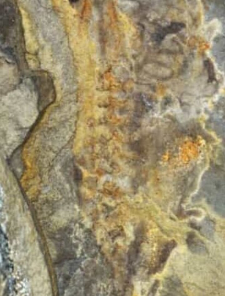 A identificação de um fóssil de girino (larva de anfíbios) na Argentina por um grupo de pesquisadores pode dar uma grande contribuição para o conhecimento sobre o desenvolvimento e evolução dos sapos.  
