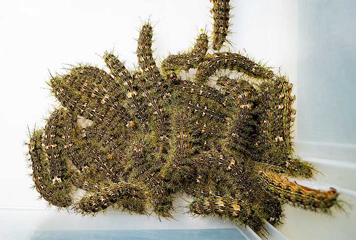 O desmatamento faz com que a população de lagartas migre para áreas urbanas, especialmente pomares. A lonomia obliqua pode ser encontrada em árvores frutíferas comuns, como goiabeira, nespereira, abacateiro e outras.