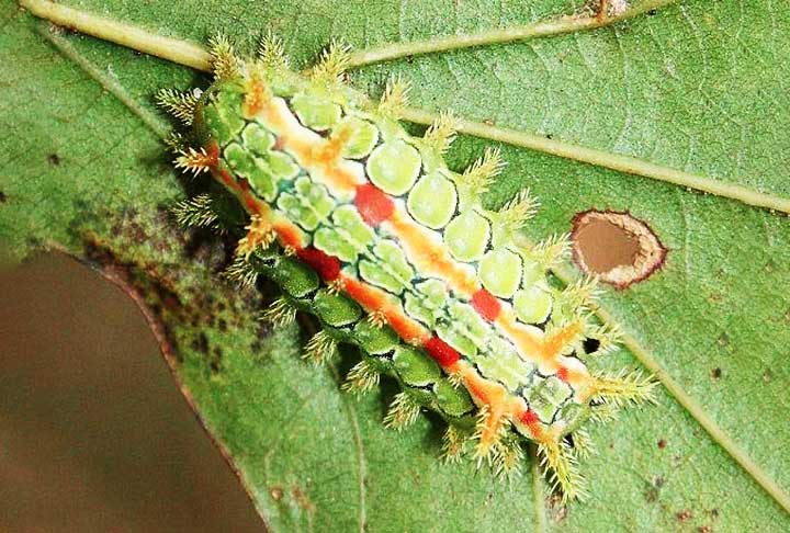 Outra da família Limacodidae. A lagarta Euclea delphinii não causa tanta preocupação de segurança, mas pode causar erupções se você tocá-la. O inchaço é causado pelas protuberâncias espinhosas, com espinhos chamados de ‘caltrop’.