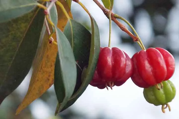 Pitanga: Versátil e saborosa, a pitanga oferece um sabor doce e cítrico, com um toque picante. Fonte de vitamina C, potássio e fósforo, é perfeita para consumo fresco, sucos, molhos, conservas e até bolos.