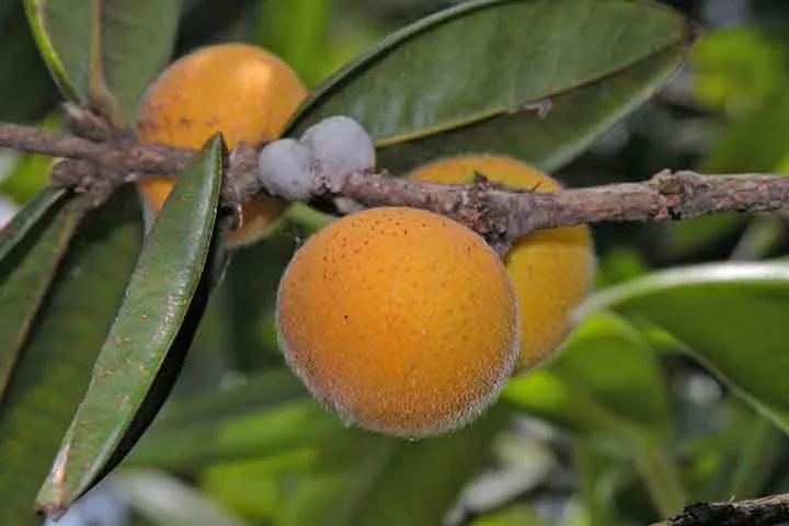 Cabeludinha: Também conhecida como jabuticaba-amarela, essa fruta nativa da Mata Atlântica pode ser cultivada em vasos ou pequenos quintais.