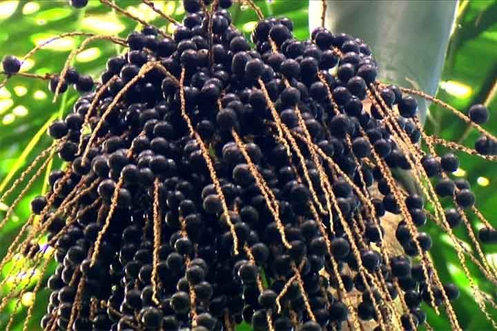 Juçara: Assim como o açaí, a juçara é frequentemente consumida na forma de polpa, misturada com outros ingredientes para fazer sucos, sorvetes, cremes e outras sobremesas.