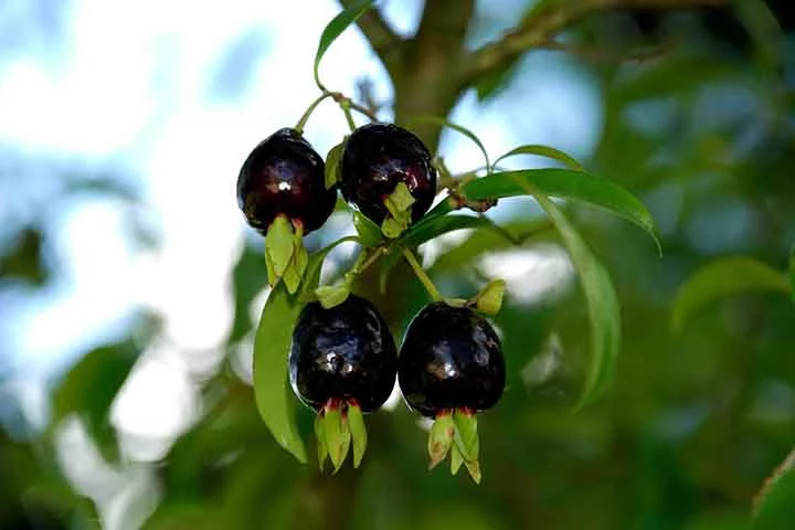 O fruto é doce, tem muita polpa e se parece bastante com a cereja que vende no mercado.