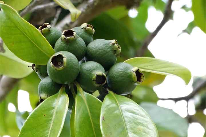 Araçá: Com diversas variedades, o araçá oferece sabores que variam do doce ao ácido. Há quem diga que o gosto lembra o da goiaba. 