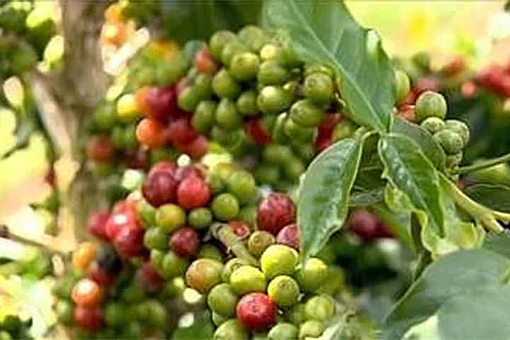 Grumixama: Pequena e saborosa, a grumixama tem uma casca fina e polpa doce com um toque ácido. Fonte de vitamina C, ferro e fósforo, é ótima para consumo fresco, sucos e geleias.