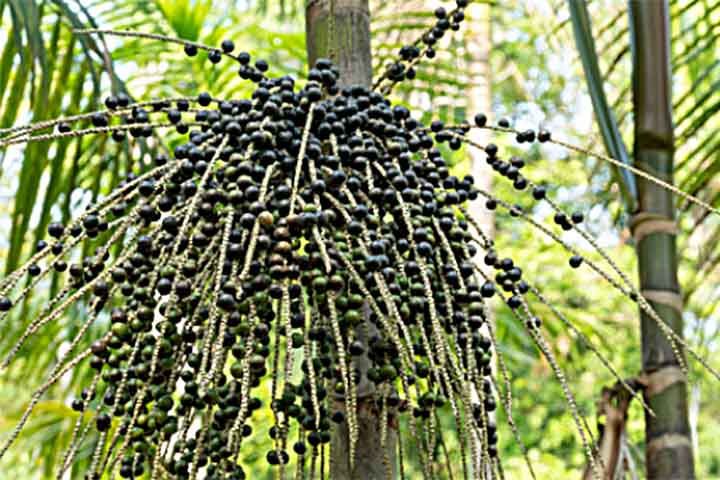 A juçara é rica em antioxidantes, fibras, vitaminas e minerais, sendo considerada uma fruta bastante nutritiva.