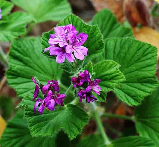 Mais do que isolamento, o local é um espaço de conexão com a natureza, simplicidade e uma comunidade que realmente cuida uns dos outros, segundo a visão de Kelly.