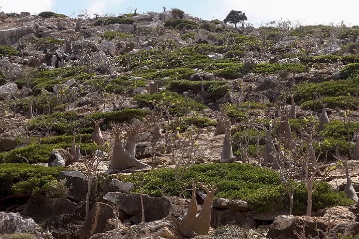 Com uma área de 3.700 km², Socotra abriga uma biodiversidade única, com 37% das 825 espécies de plantas encontradas exclusivamente lá, tornando-a um dos centros de biodiversidade mais importantes do mundo.