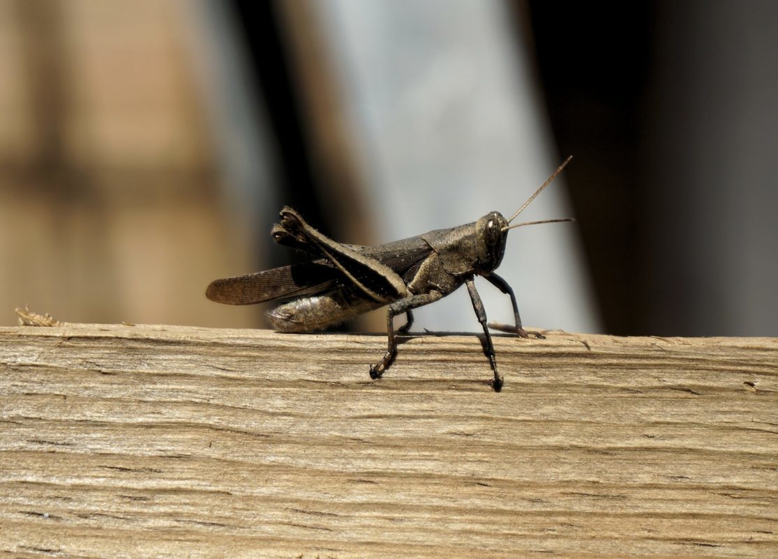 Segundo observa a Administração Oceânica e Atmosférica Nacional (NOAA, na sigla em inglês), se você contar o número de sons de grilo em 15 segundos, adicionar 40, isso dará a temperatura em Fahrenheit.
