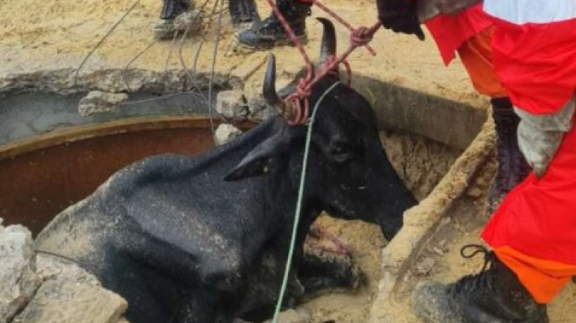 O animal foi salvo sem ferimentos  