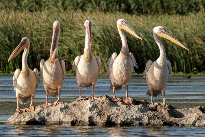 Essa ave é a única espécie do gênero Balaeniceps e da família Balaenicipitidae. De acordo com a LiveScience, seus parentes mais próximos são os pelicanos. 