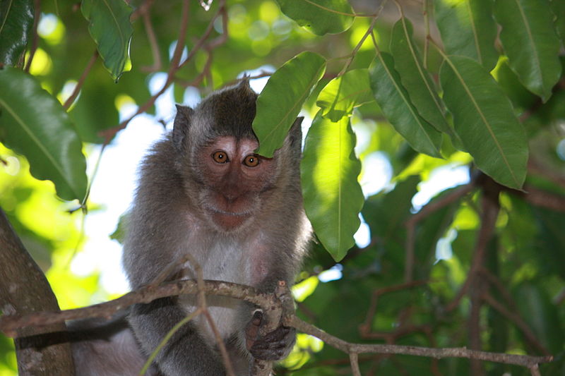 De acordo com a observação, com o tempo os macacos perceberam quais pertences têm maior valor de troca. Ou seja, quais podem resultar em mais comida.