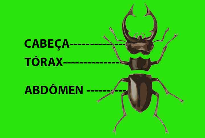 Os besouros, em geral, têm características em comum. Tanto os besouros-veados com as outras espécies possuem um corpo dividido em cabeça, tórax e abdômen, além de exoesqueleto duro. 