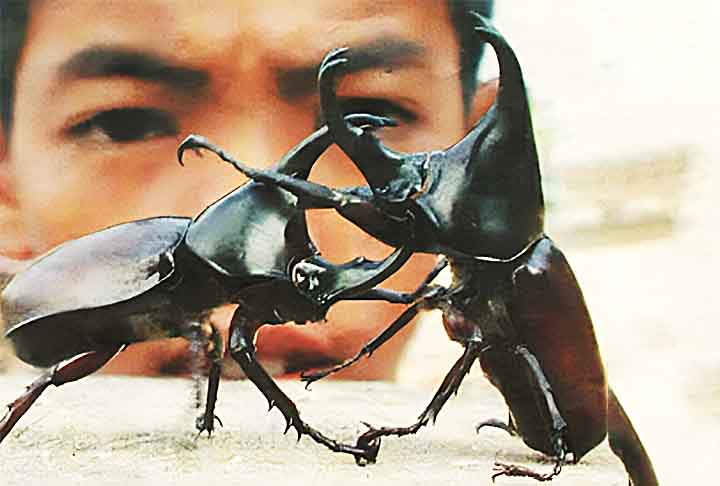 Além disso, ele também é usado para competições que envolvem lutas de insetos em certas regiões. 