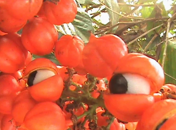 Seu nome científico é Paullinia cupana, e, além de ser um símbolo da cultura alimentar brasileira, tem sido utilizado por séculos tanto de forma medicinal quanto energética.