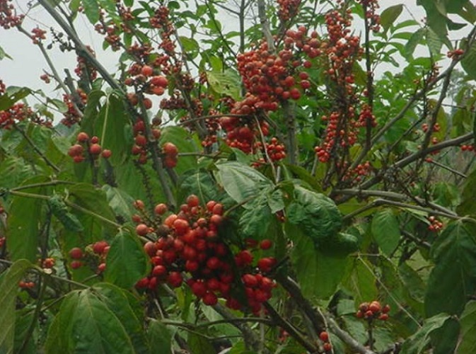 É exportado como refrigerante ou suplemento para Argentina e Chile. Também ganhou adesão em bebidas energéticas e itens dietéticos nos EUA. E é vendido na Alemanha, França, Reino Unido e Portugal como ingrediente em refrigerantes, produtos energéticos e  naturais.