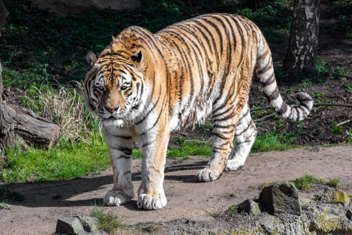 Tigres: Além das listras no pelo, a pele dos tigres também tem listras. Os tigres são grandes felinos carnívoros que habitam florestas e savanas da Ásia. Vivem de 10 a 15 anos na natureza.