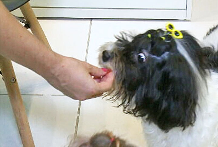 E 4% dos tutores brasileiros falam em espanhol com seus animais de estimação no dia a dia.