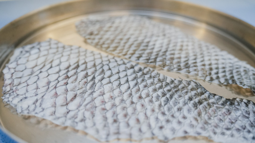 FORTALEZA-CE, BRASIL, 21-01-2025: Pesquisas com a pele de tilápia, no Núcleo de Pesquisa e Desenvolvimento de Medicamentos. (Foto: Fernanda Barros/ O Povo)