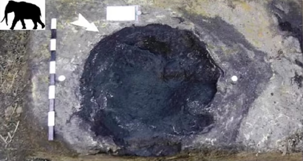 Além das pegadas humanas encontradas na Alemanha, os pesquisadores acharam também rastros de animais. Entre eles,  elefantes que pertenciam a uma espécie extinta chamada Palaeoloxodon antiquus. 