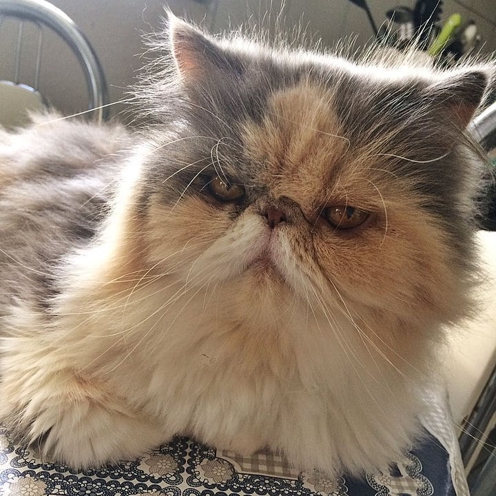 Gatos: Não conseguem saborear o doce, pois não têm os receptores gustativos para isso. Os gatos são mamíferos domesticados e ágeis. Vivem em ambientes urbanos ou rurais. Vivem em média 12 a 18 anos.

