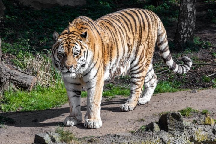 Tigres: Além das listras no pelo, a pele dos tigres também tem listras. Os tigres são grandes felinos carnívoros que habitam florestas e savanas da Ásia. Vivem de 10 a 15 anos na natureza.