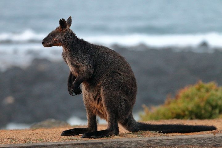 Os cangurus-wallaby são menores e têm pernas mais curtas, o que os torna mais adequados para viver em florestas.