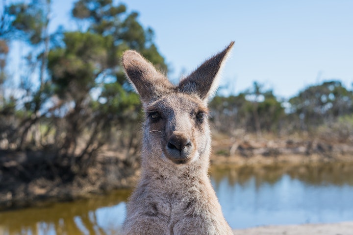 Os cangurus são nativos da Austrália e da Nova Guiné e são o maior mamífero marsupial do mundo.