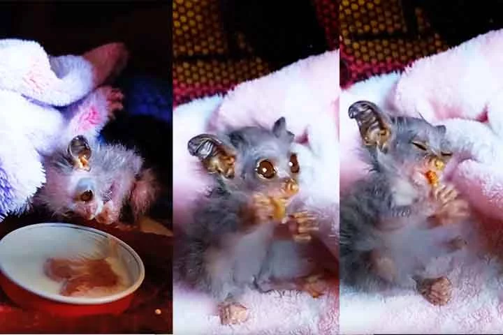 O animal, ainda mais vulnerável por sua aparência delicada, foi identificado como um bush baby, também conhecido como galago. Esse pequeno primata noturno é nativo da África Subsaariana, e o filhote resgatado foi descrito como o menor galago que o hospital já havia atendido. 