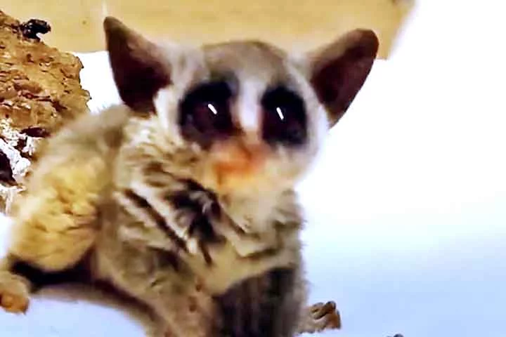 Ele não só dobrou de peso rapidamente, como também se mostrou mais forte e ativo, o que gerou grande otimismo entre os cuidadores do hospital. Após três meses de cuidados, Pebble foi transferido para um novo ambiente, onde poderia continuar sua recuperação e aprimorar suas habilidades para a vida selvagem. 