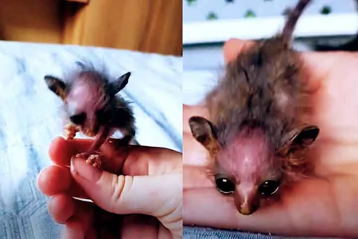 Vamos, então, conhecer um pouco mais sobre os galagos, suas habilidades impressionantes e seu comportamento peculiar.