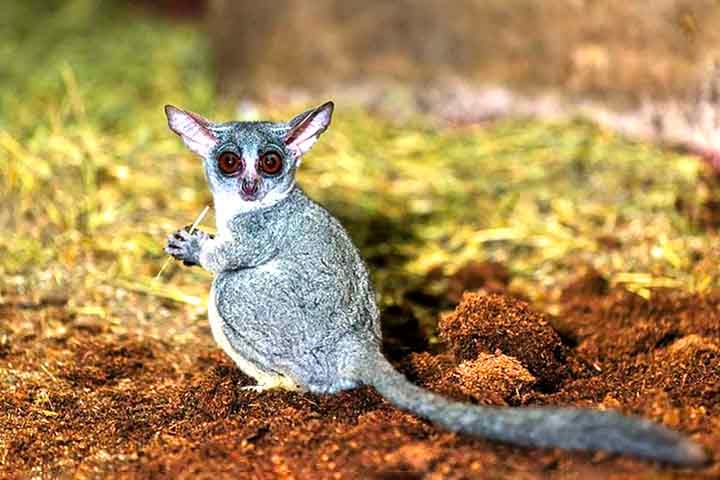 Sua principal característica é a habilidade de se mover com grande agilidade entre as árvores. Os galagos são saltadores excepcionais, utilizando suas pernas traseiras poderosas e caudas longas para percorrer grandes distâncias.