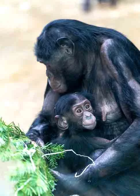 CHIMPANZÉS - Habitam as florestas da África e têm uma expectativa de vida de 40 a 50 anos. O período de gestação é de 8 meses, nascendo 1 filhote por vez, com intervalos de 4 a 5 anos.